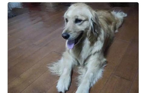 我靠遛狗月入过万？当代年轻人的新职业脑洞，真让我大开眼界！