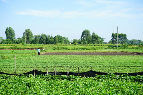 田间劳作的人们吃饭场景