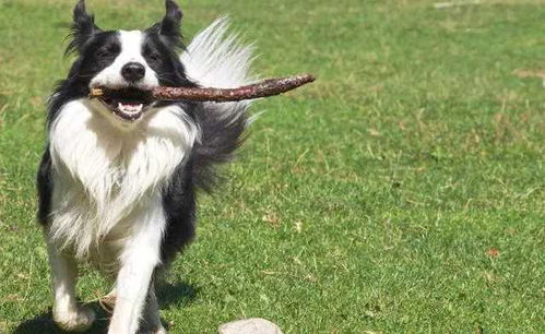 虚弱的边牧犬被主人搀扶着走路<p>这段视频迅速登上抖音热搜，话题#赵朔发了悟空生前的视频#阅读量突破千万，评论区瞬间被泪刷屏。</p><h2 id='section4'>网友反应：全网破防了</h2><p>这条视频触动了无数养宠人的心弦。很多网友表示，看到“悟空”离开的那一刻，自己哭得像个孩子。</p><blockquote style='background-color: #fffbea; border-left: 3px solid #f1c40f; padding: 10px;'><p>@小猫咪的铲屎官：我也有一只老狗，看完这个视频我真的受不了……</p></blockquote><p>也有不少网友开始反思：“我们总是以为它们不会说话，就忽略了它们的情感。”</p><h2 id='section5'>真相背后的温暖与遗憾</h2><p>据赵朔透露，其实“悟空”早在几个月前就被查出患有肾衰竭，但他一直选择隐瞒。他说：“我不想让大家看着它一天天变差，只想留下最美好的回忆。”</p><p>于是他悄悄拍下了那些看似普通的日常视频，其实是“悟空”留给世界的最后一份礼物。</p><p>如今，“悟空”已经离开了，但它的视频依然在感动着每一个人。</p><p style='font-size: 18px; color: #333; font-weight: bold;'>或许这就是陪伴的意义吧——即使有一天不得不分开，那些共同经历过的时光，也会永远留在心里。</p>                        </p>
                        <!-- E 正文 -->
                    </div>

                    <!-- S 付费阅读 -->
<!-- E 付费阅读 -->


                    <!-- S 点赞 -->
<div class=