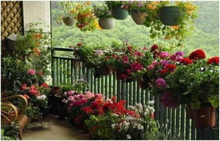 阳台上盛开的花朵和绿植