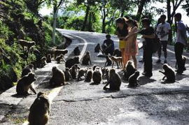 游客被黔灵山公园猴子咬伤，狂犬疫苗费用谁来买单？