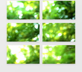 五月阳光下的绿叶特写