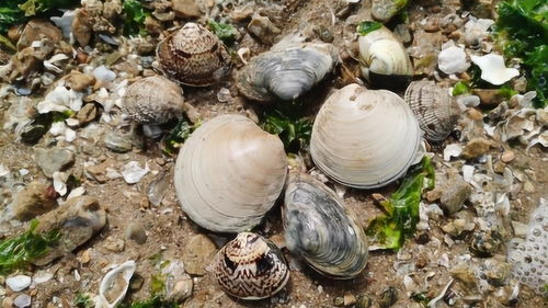 游客在滩涂上开心地挖到蛤蜊