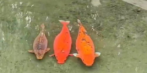 趵突泉锦鲤成网红‘猪鲤’，减肥中心上线！游客：它们一天天的可没少造