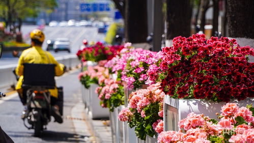 荣昌五一游客破35万，我亲历的烟火与花海盛宴