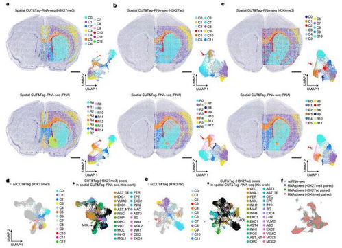 小鼠脑切片空间转录组图谱