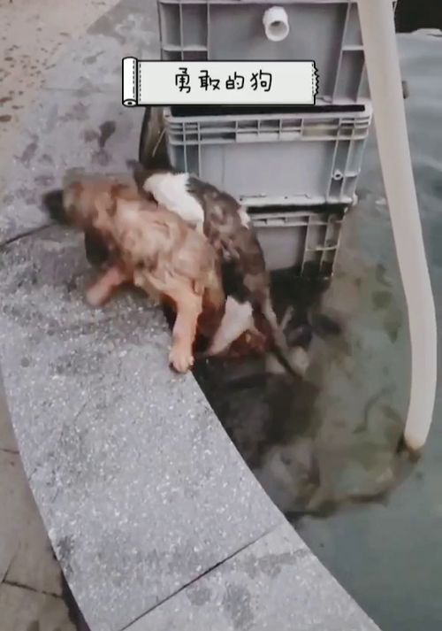 野猫从天而降掉进露天火锅，山西蒲县惊魂一刻烫伤9人