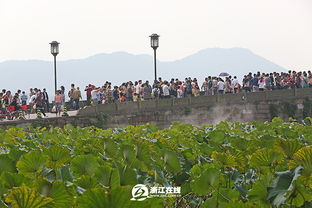 亲身经历：西湖边洒农药，竟进了我的嘴里？