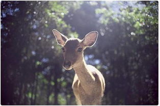我的出游fitcheck｜穿搭博主小鹿的春日旅行穿搭全记录