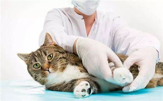 小猫51在宠物医院接受治疗