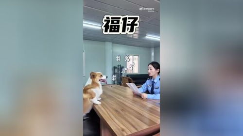 柯基警犬「福仔」因贪吃被通报？揭秘警犬背后的训练秘密与可爱背后的责任