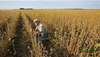 中国严防美国大豆“洗产地”：一场看不见硝烟的贸易战