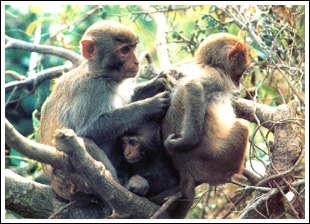 海南南湾猴岛亲子活动场景
