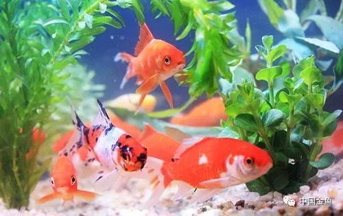 两条颜色不同的金鱼在水中游动