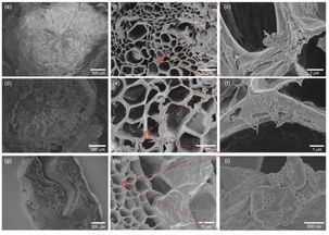 显微镜下的微塑料颗粒<p style=