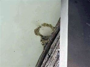 屋檐下飞翔的小燕子