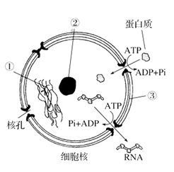 EGFR靶向治疗再进阶：帕尼单抗如何破局结直肠癌耐药困境？