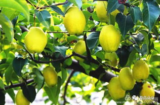 农家屋后盛开的梨树