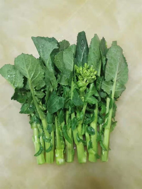 板蓝根青菜在超市上架