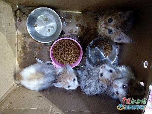 重庆火锅店猫咪闯祸事件全记录：从惊险到暖心的反转故事