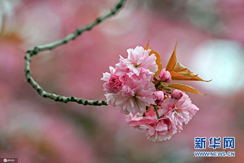 一朵盛开在窗台上的粉色樱花