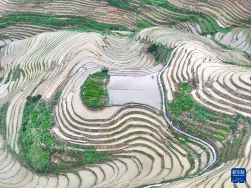 外国友人在龙脊梯田插秧体验