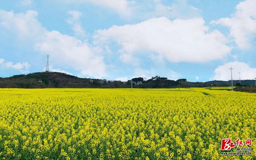 路畔寻花｜在春末夏初的油菜花海里，我找回了故乡的记忆