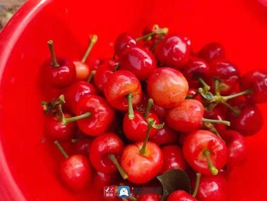 一篮子红彤彤的大樱桃摆放在白色背景前