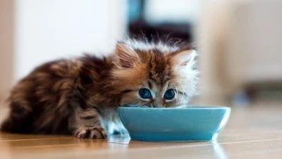 小猫51在医院中安静休息