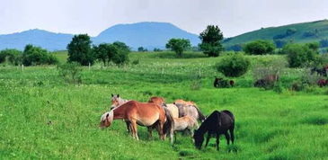 我在乌兰布统草原骑马的照片