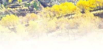 王冰石在林间小径散步