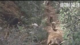 狗狗被成功救出后与主人重逢