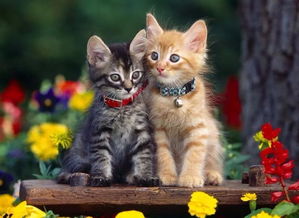 猫咪“51”在宠物医院接受治疗