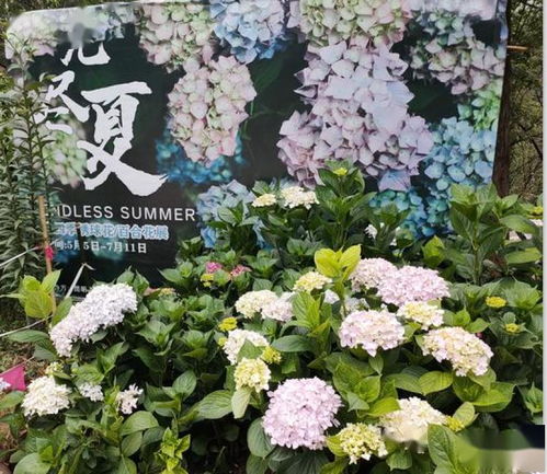 北方人第一次见南方绿化带，惊呆了！