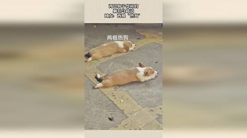 狗狗马路结伴走失意外频发，一只掉沟里引发全网关注