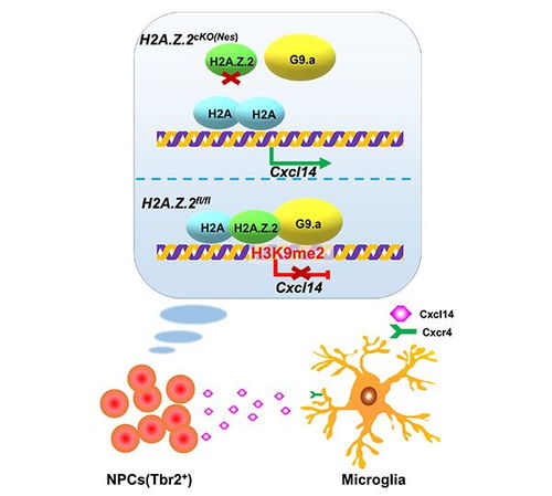 脑创伤后小胶质细胞变化图示