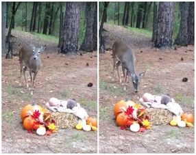 小鹿在海边拍照