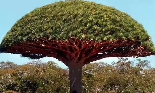 “大树计划”学习分享感悟：在成长的土壤里扎根向上