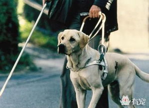 导盲犬陪伴主人在地铁车厢中安静等待到达目的地