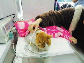 猫咪在宠物医院接受治疗