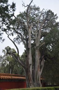 网友喊话余华：地坛公园的树该续费了，背后真相让人泪目？