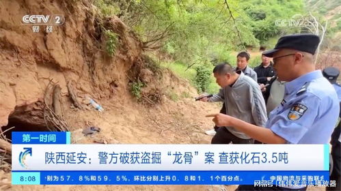 警方查获大量被盗掘的龙骨实物照片