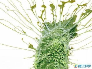 顶刊分享｜单细胞空间转录组学揭示水稻根系如何适应土壤胁迫的奥秘