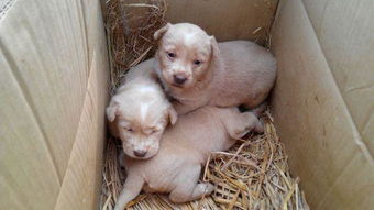 90后女生的宠物出行梦：想帮10万毛孩子自由旅行