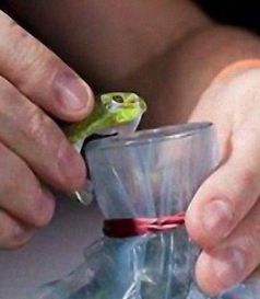 实验室研究人员正在分析血液样本