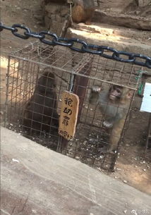 峨眉山猴区围栏与警示牌