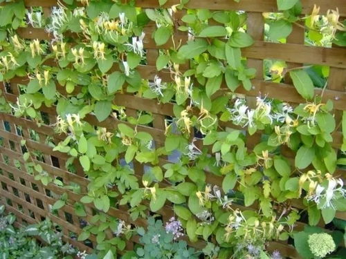 院子里盛开的金银花