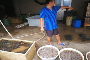 工作人员在解释海藻情况