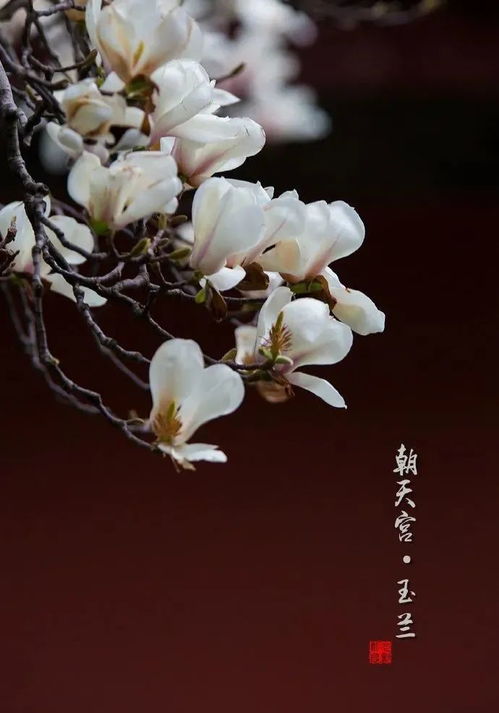 一朵盛开的玉兰花