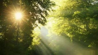 阳光洒在一棵大树上